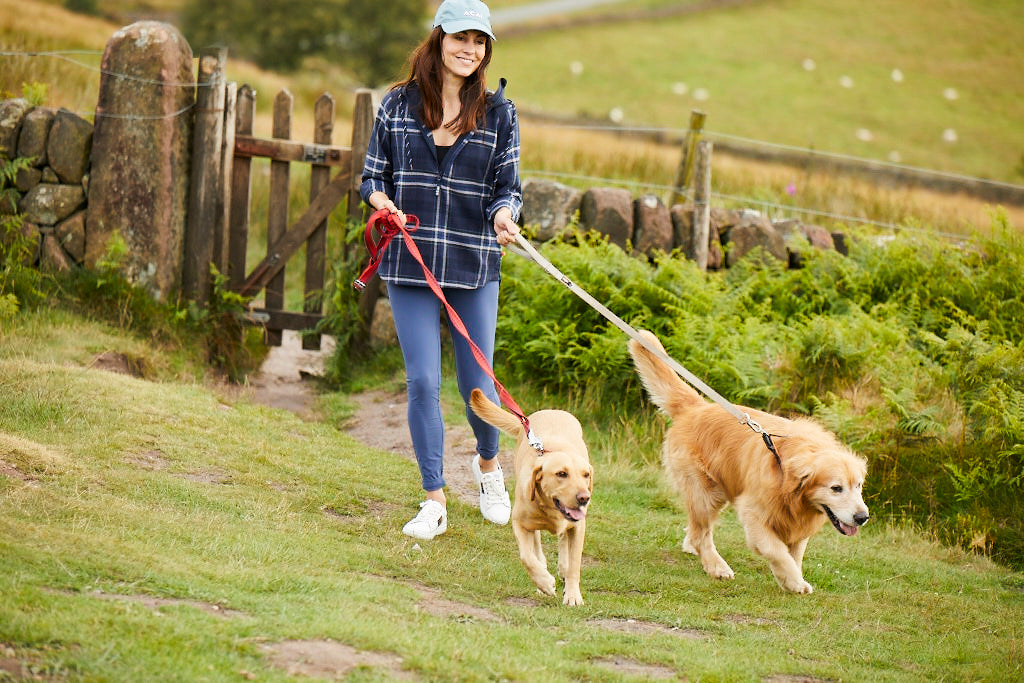 Summer Dog Walking Guide